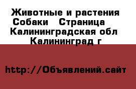 Животные и растения Собаки - Страница 2 . Калининградская обл.,Калининград г.